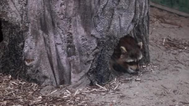 Mapache Arañazos Arrastra Fuera Agujero Árbol Imágenes Fullhd Alta Calidad — Vídeo de stock