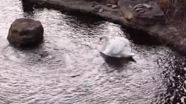 Güzel, yalnız beyaz kuğu suda, gölde, nehirde yüzüyor. En büyük uçan kuşlar. Yüksek kaliteli FullHD görüntüler