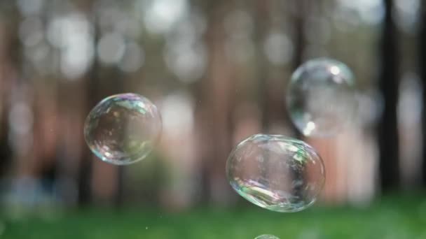 Bolhas de sabão voam sobre um fundo turvo de uma floresta ou parque. Verão. movimento extra lento — Vídeo de Stock