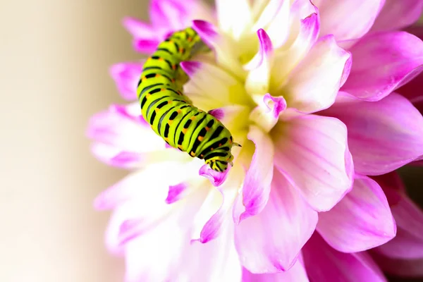 Caterpillar on Dahlia — Stock Photo, Image