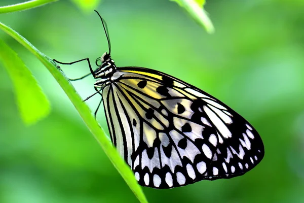 The Paper Kite, Rice Paper, or Large Tree Nymph butterfly (Idea — Stock Photo, Image