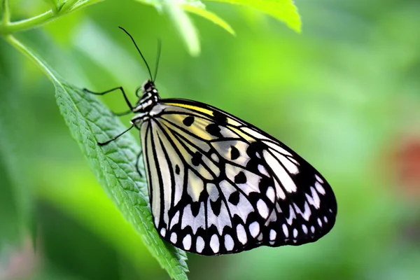 The Paper Kite, Rice Paper, or Large Tree Nymph butterfly (Idea — Stock Photo, Image
