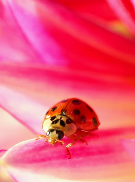 Lady Bird em um rosa Dahlia — Fotografia de Stock