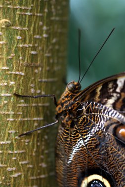 Caligo Atreus Butterfly clipart