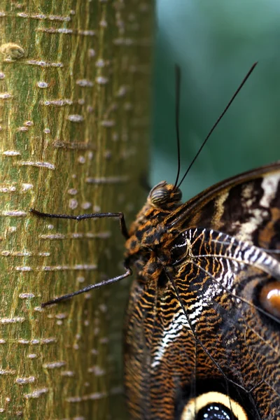 Borboleta Caligo Atreus — Fotografia de Stock