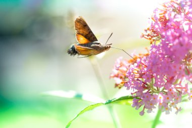 Uçan sinek kuşu Şahin-güve