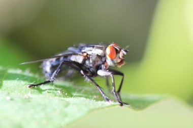 bir sinek yakın çekim 