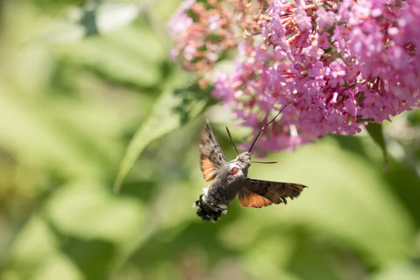 Flying Hummingbird hawk-moth
