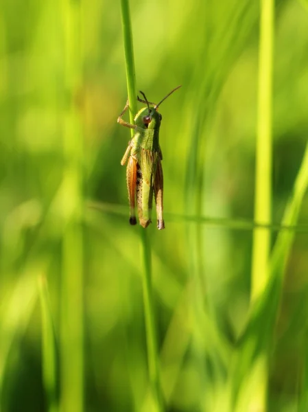 Grasshopper en una brizna de hierba —  Fotos de Stock