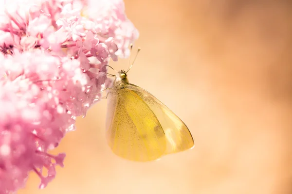 Pieris brassicae, the large white, also called cabbage butterfly — Stock Photo, Image
