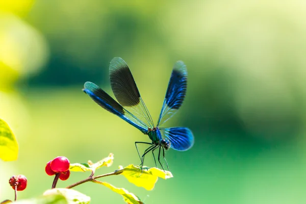 Damselfly de asas largas, libélula — Fotografia de Stock