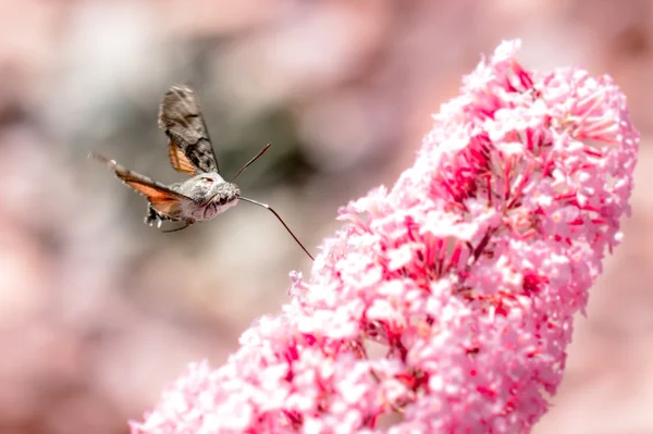 Flying Hummingbird hawk-moth — Stock Photo, Image