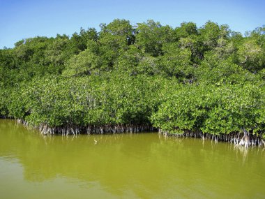 Orta Amerika vahşi ormanda mangroove