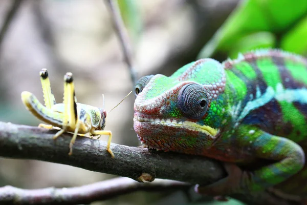 Chameleon and a grasshopper — Stock Photo, Image
