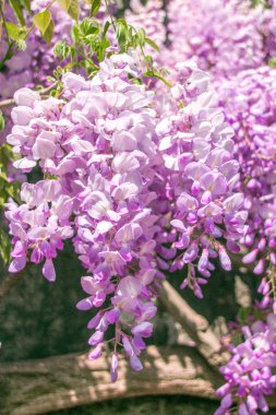Wisteria