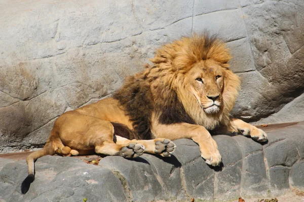 大人の雄ライオン — ストック写真