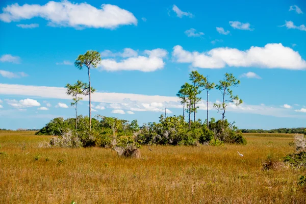 Everglades öken landskap — Stockfoto