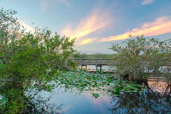 Coucher de soleil au parc national des Everglades I — Photo