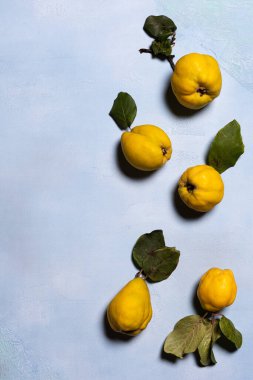 Mavi desenli arka planda olgun sarı organik ayva elması. Doğrudan görüş açısının üstünde. Meyve ve yaprakların doğal kusurları, lekeleri ve çizikleri vardır. Sert gölgeler. Dikey oryantasyon. Boşluğu kopyala.