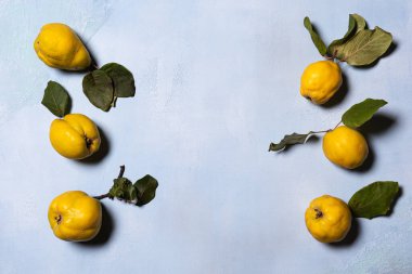 Mavi desenli arka planda sıra sıra organik ayva elması. Doğrudan görüş açısının üstünde. Meyve ve yaprakların doğal kusurları, lekeleri ve çizikleri vardır. Sert gölgeler. Yatay oryantasyon. Boşluğu kopyala.