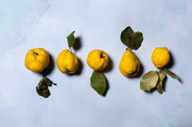 Mavi desenli arka planda organik ayva elması sırası. Doğrudan görüş açısının üstünde. Meyve ve yaprakların doğal kusurları, lekeleri ve çizikleri vardır. Sert gölgeler. Yatay oryantasyon. Boşluğu kopyala.