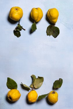 Mavi desenli arka planda altın organik ayva elmaları. Doğrudan görüş açısının üstünde. Meyve ve yaprakların doğal kusurları, lekeleri ve çizikleri vardır. Sert gölgeler. Dikey oryantasyon. Boşluğu kopyala