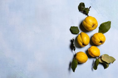 Mavi desenli arka planda bir grup organik ayva elması. Doğrudan görüş açısının üstünde. Meyve ve yaprakların doğal kusurları, lekeleri ve çizikleri vardır. Sert gölgeler. Yatay oryantasyon. Boşluğu kopyala.