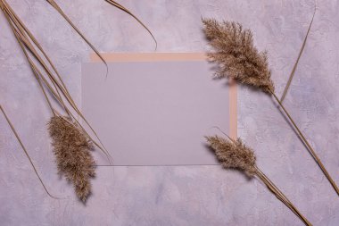 Modern stil dairesi, bej rengi kurutulmuş kamış çiçekleri ve desenli beton arka planda boş kare mavi kağıt örtüsüyle yatıyordu. Uzayı kopyala Organik dizaynlı Mochup. Pastel renkler.