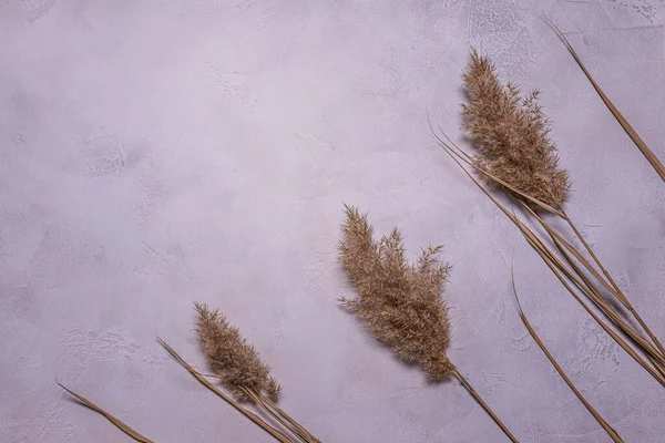 Colocação Plana Com Moldura Feita Flores Junco Secas Bege Concreto — Fotografia de Stock