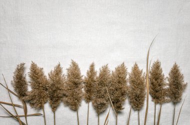 Düz bir çerçeve, doğal kurutulmuş kamış çiçeklerinden yapılmış beyaz keten kumaş üzerine bir sıra halinde yatıyordu. Kurumuş çiçek aranjmanı ve fotokopi alanı olan dokunsal bir arkaplan. Organik tasarım. Pastel renkler.