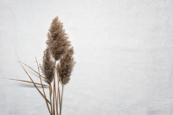 Boeket Van Natuurlijke Gedroogde Riet Bloemen Met Bladeren Getextureerd Wit — Stockfoto