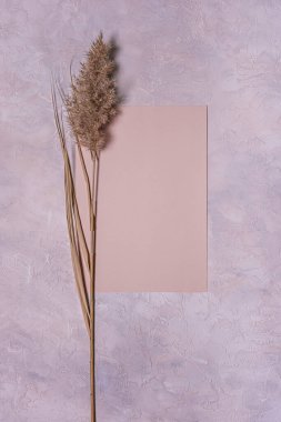 Doğal kurutulmuş kamış çiçeği ve içi boş şeftali kaplı, desenli kağıt kaplamalı, alacakaranlık beton arka planda yatıyordu. Uzayı kopyala Pastel renklerde organik çiçek tasarımı. Dikey yönelim.