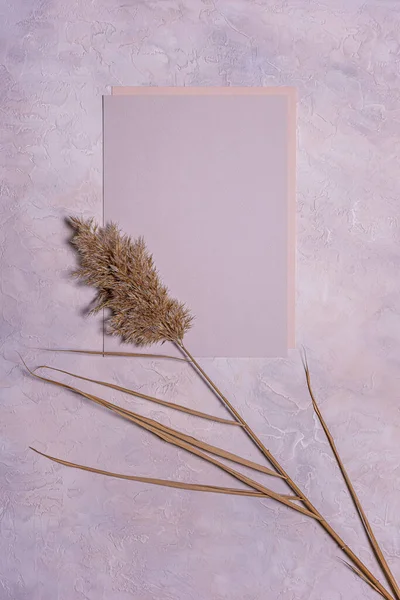Φυσικό Αποξηραμένο Λουλούδι Καλάμι Και Λευκές Υφές Φύλλα Χαρτιού Υφή — Φωτογραφία Αρχείου