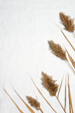 Doğal kurutulmuş kamış çiçeklerinden yapılmış çerçeveyle düz bir şekilde beyaz keten kumaşın üzerinde yatıyordu. Kurumuş çiçek aranjmanı ve kopyalama alanı olan bir arka plan. Organik tasarım. Pastel renkler.