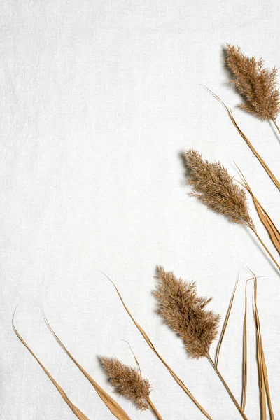 Vlak Gelegd Met Frame Gemaakt Van Natuurlijk Gedroogde Rietbloemen Getextureerd — Stockfoto