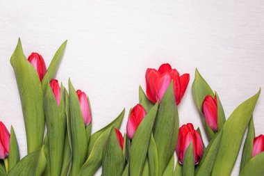 Çiçek aranjmanı ve kopyalama alanı olan tebrik kartı arkaplanı. Doğal parlak pembe ve kırmızı laleler. Doğal beyaz keten kumaşında yeşil yapraklar var. Yatay yönelim.