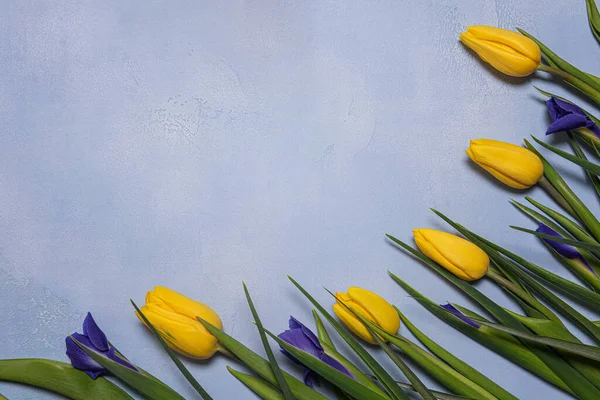 Πλαίσιο Κίτρινη Τουλίπα Και Μπλε Λουλούδια Ίριδας Πράσινα Φύλλα Μπλε — Φωτογραφία Αρχείου