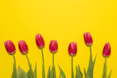 Sarı kağıda yeşil yapraklar serpiştirilmiş güzel pembe lale çiçekleri. Bahar çiçeği çerçeveli tebrik kartı arkaplanı ve kopyalama alanı. Yatay yönelim.