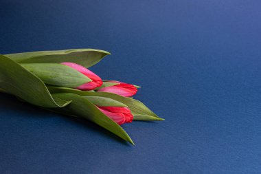 Lacivert kağıtta yeşil yapraklı parlak kırmızı laleler. Küçük bahar çiçeği buketi ve büyük fotokopi alanı ile sezonluk renkli arka plan. Yatay oryantasyon. Seçici odak.