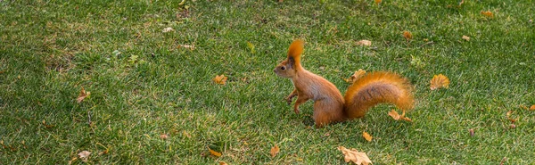 Banner Com Belo Esquilo Árvore Vermelha Peludo Gramado Verde Roedor — Fotografia de Stock