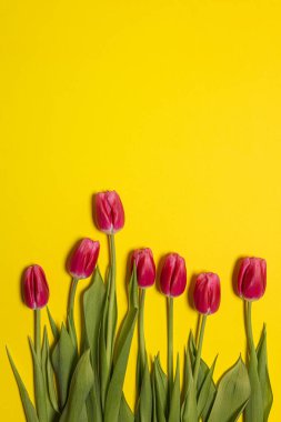 Sarı kağıda yeşil yapraklar serpiştirilmiş güzel pembe lale çiçekleri. Bahar çiçekleriyle dolu tebrik kartı arkaplanı ve kopyalama alanı. Dikey yönelim.