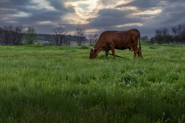 Schöne Braune Hauskuh Grast Auf Der Grünen Wiese Himmelshintergrund Mit — Stockfoto