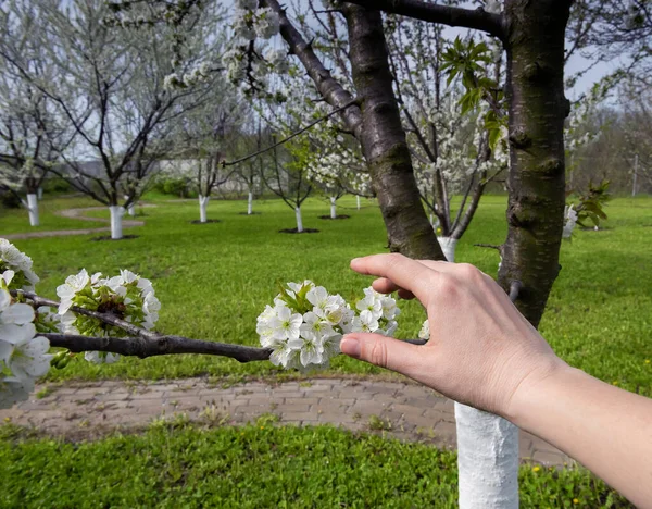 Mão Fazendeiro Que Inspeciona Galho Branco Bonito Árvore Cereja Florescendo — Fotografia de Stock