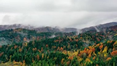 Puslu dağlar ve ormanlar arasında sisli bir sabah. Manzaralı sonbahar panoramik manzarasının hava aracı görüntüsü. Karpatlar, Ukrayna
