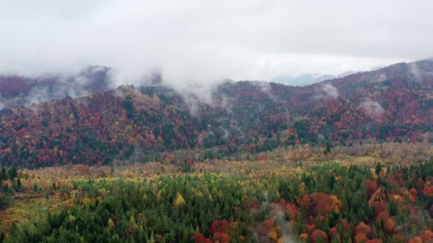 Luchtfoto Drone Uitzicht Van Levendige Herfst Landschap Van Schilderachtige Natuur — Stockvideo