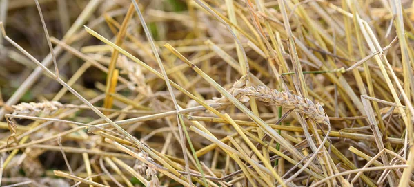 Trockenes Stroh Auf Dem Feld Nach Der Weizenernte Mit Einem — Stockfoto