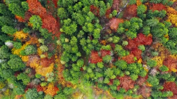 Letecký Drone View Kouzelné Barevné Podzimní Stromy Lese Hladký Pohyb — Stock video