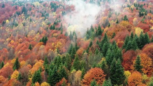 Зелений Луг Червоними Квітами Маку Природа Влітку Сільській Місцевості — стокове відео