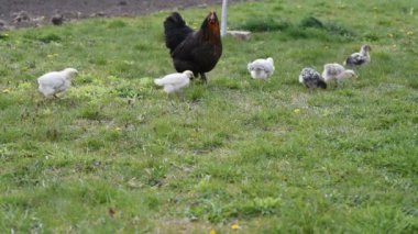 Anne kuluçkaya yatmış küçük civcivler yeşil bahçede yürürler ve beslenmek isterler.