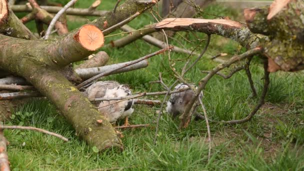 Los Pollos Están Buscando Comida Entre Las Ramas Árbol Talado — Vídeo de stock